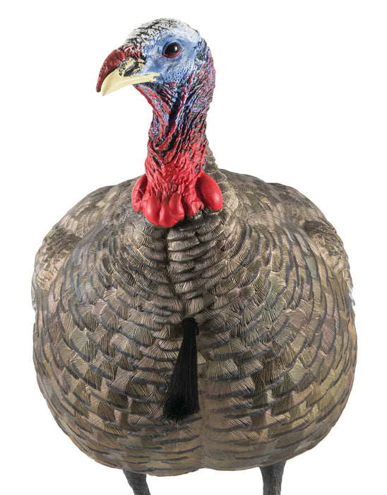 Avian X AVXAVX8003 LCD Quarter-Strut Jake Turkey Species Multi Color Dura-Rubber